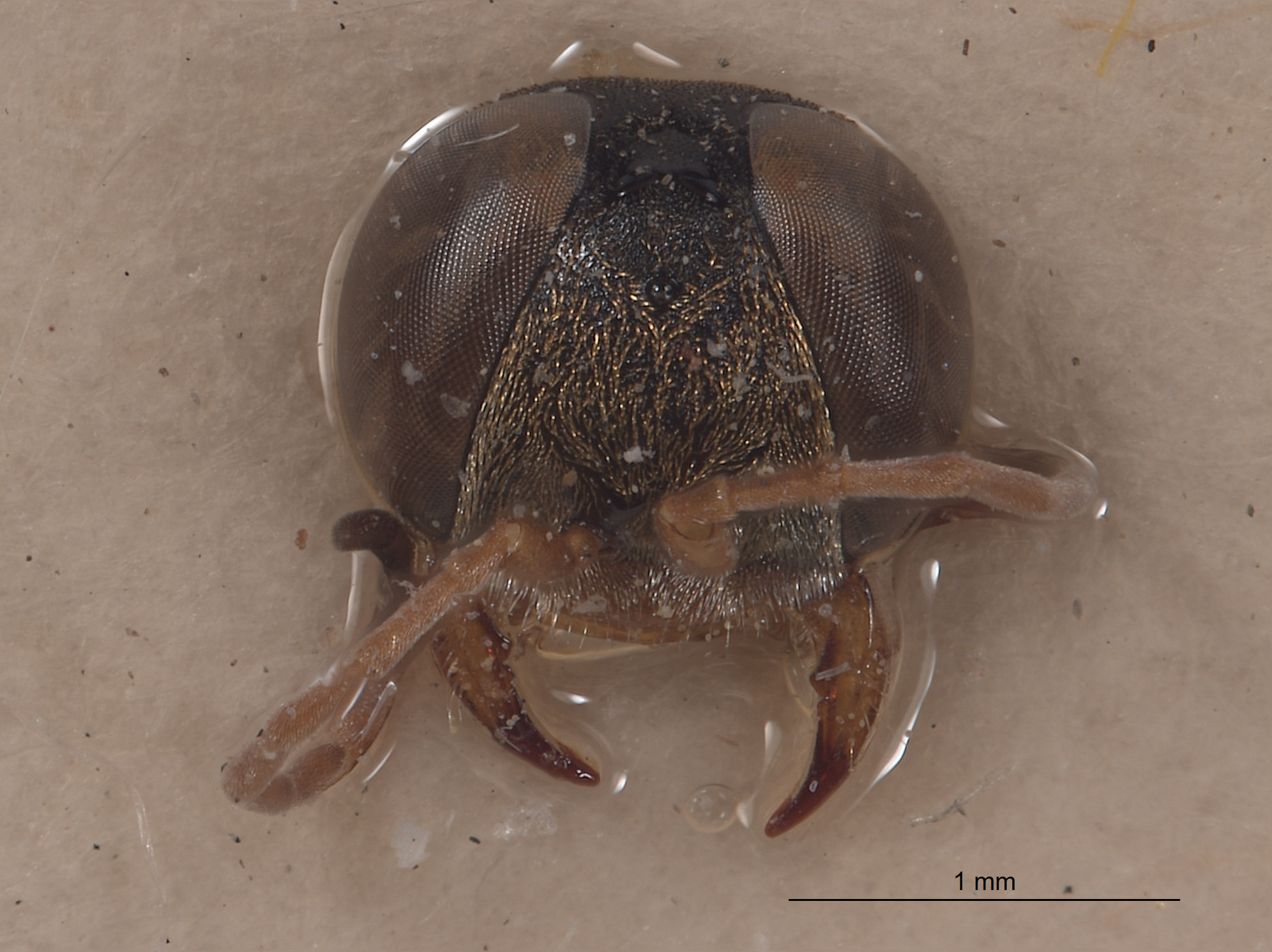 Tachysphex nitelopteroides image