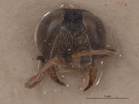 Tachysphex nitelopteroides image