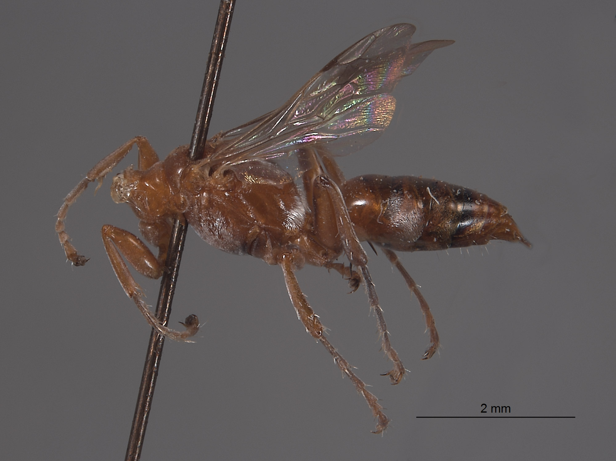 Tachysphex nitelopteroides image