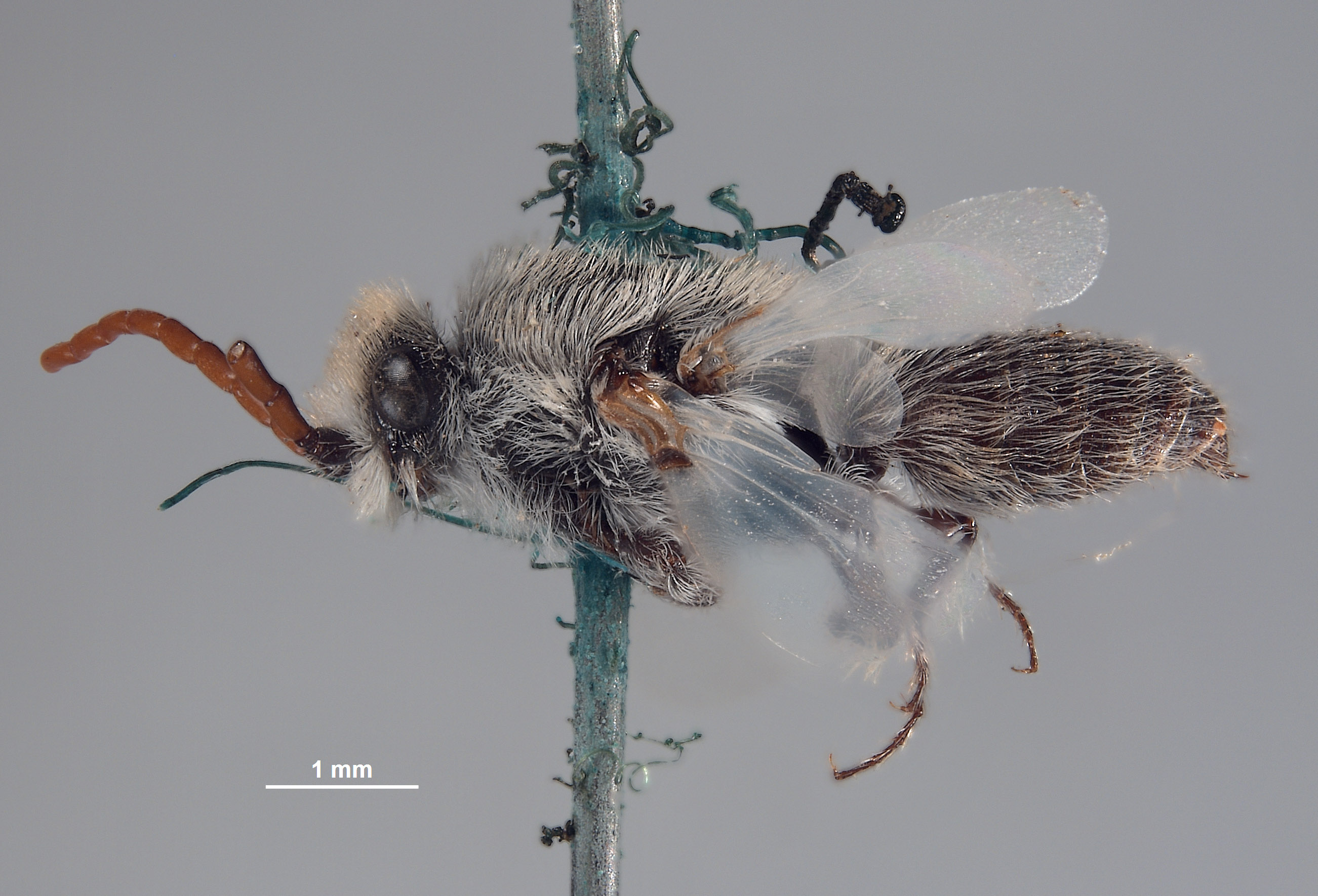 Bradynobaenus wagenknechti image
