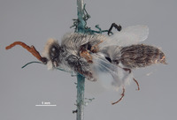 Bradynobaenus wagenknechti image