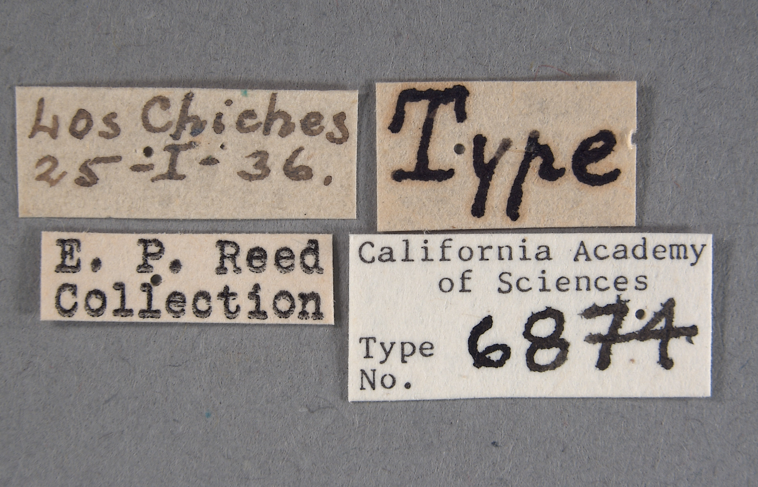 Bradynobaenus wagenknechti image