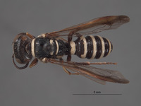 Eucerceris baja image