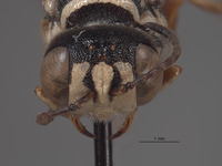 Eucerceris baja image