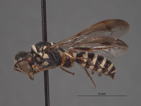 Eucerceris baja image