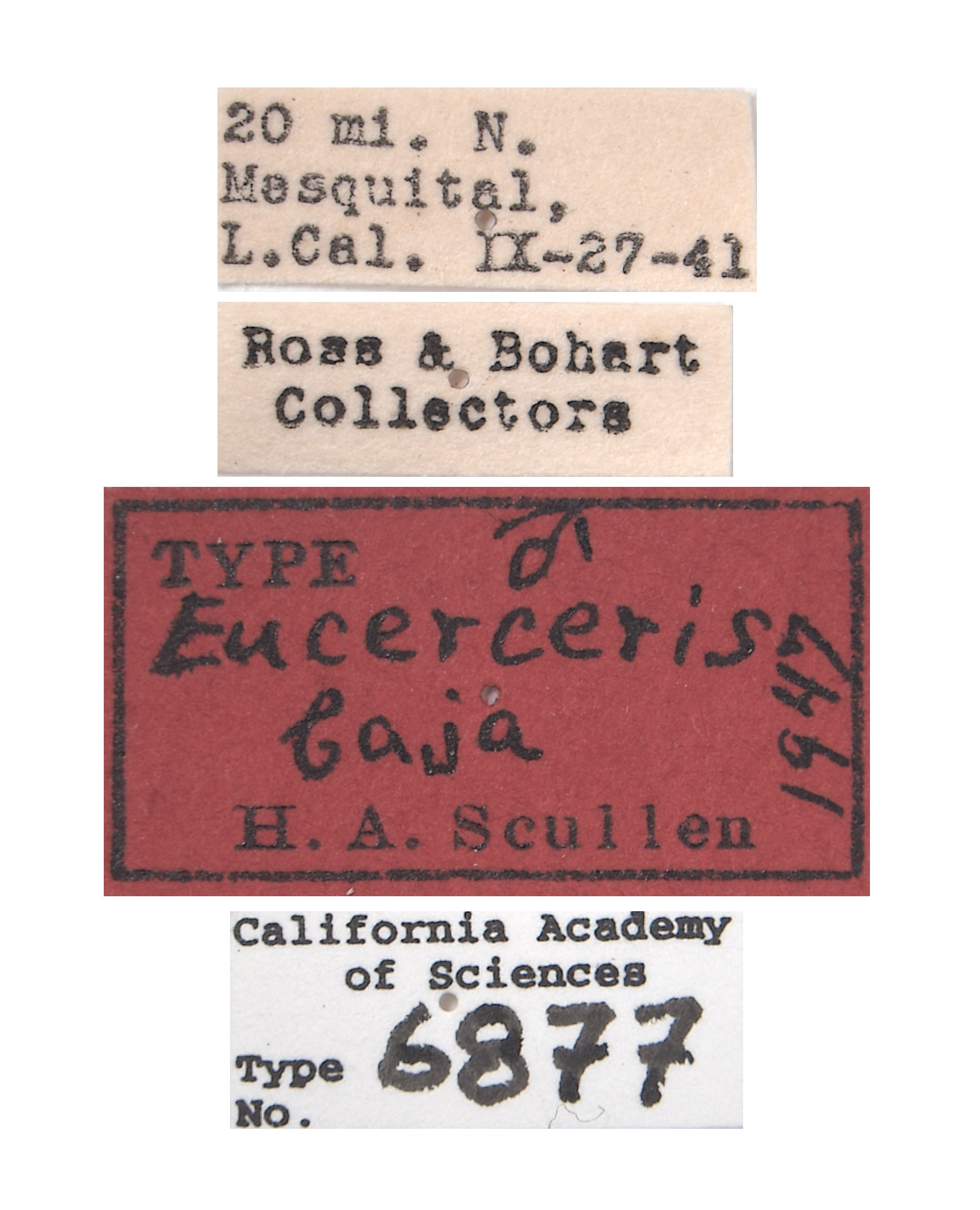 Eucerceris baja image