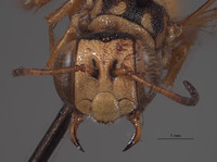 Eucerceris hespera image