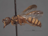 Eucerceris hespera image