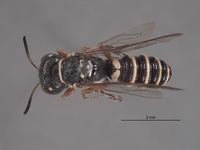 Eucerceris melanovittata image