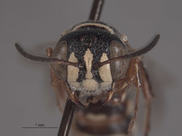 Image of Eucerceris melanovittata