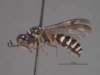 Eucerceris melanovittata image