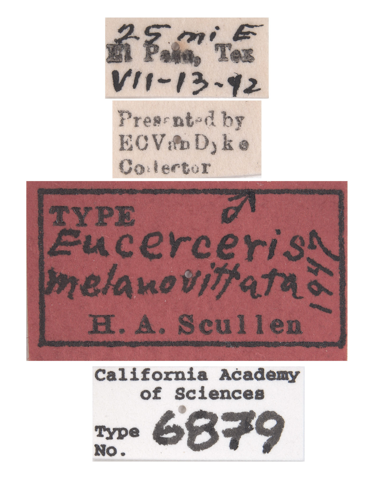 Eucerceris melanovittata image