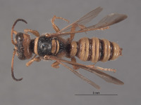 Eucerceris mellea image