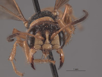 Image of Eucerceris mellea