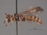 Eucerceris mellea image