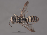 Eucerceris pacifica image