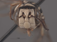 Eucerceris pacifica image