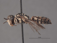 Eucerceris pacifica image