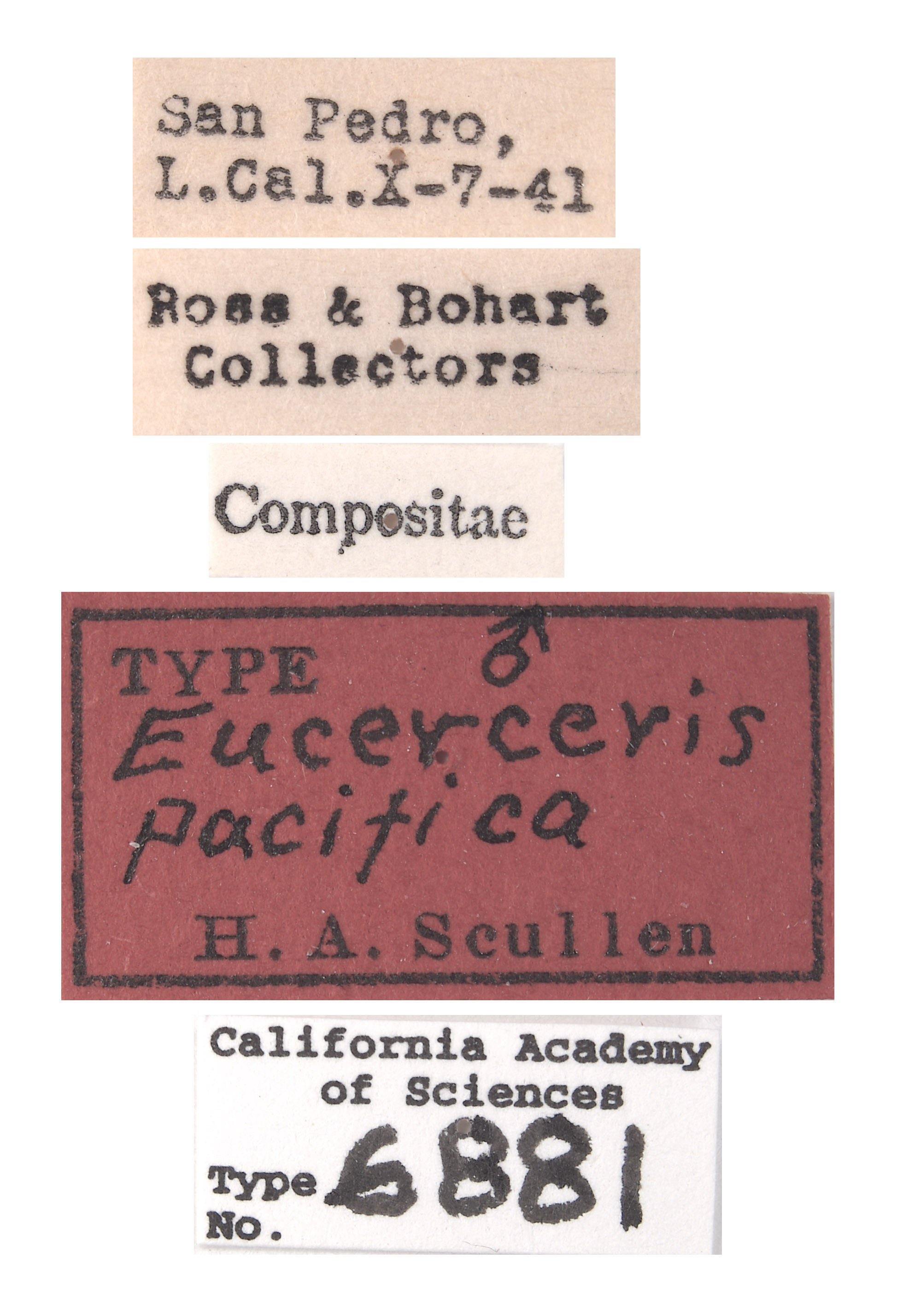 Eucerceris pacifica image