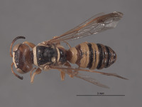 Eucerceris triciliata image