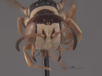 Eucerceris triciliata image