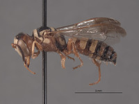 Eucerceris triciliata image