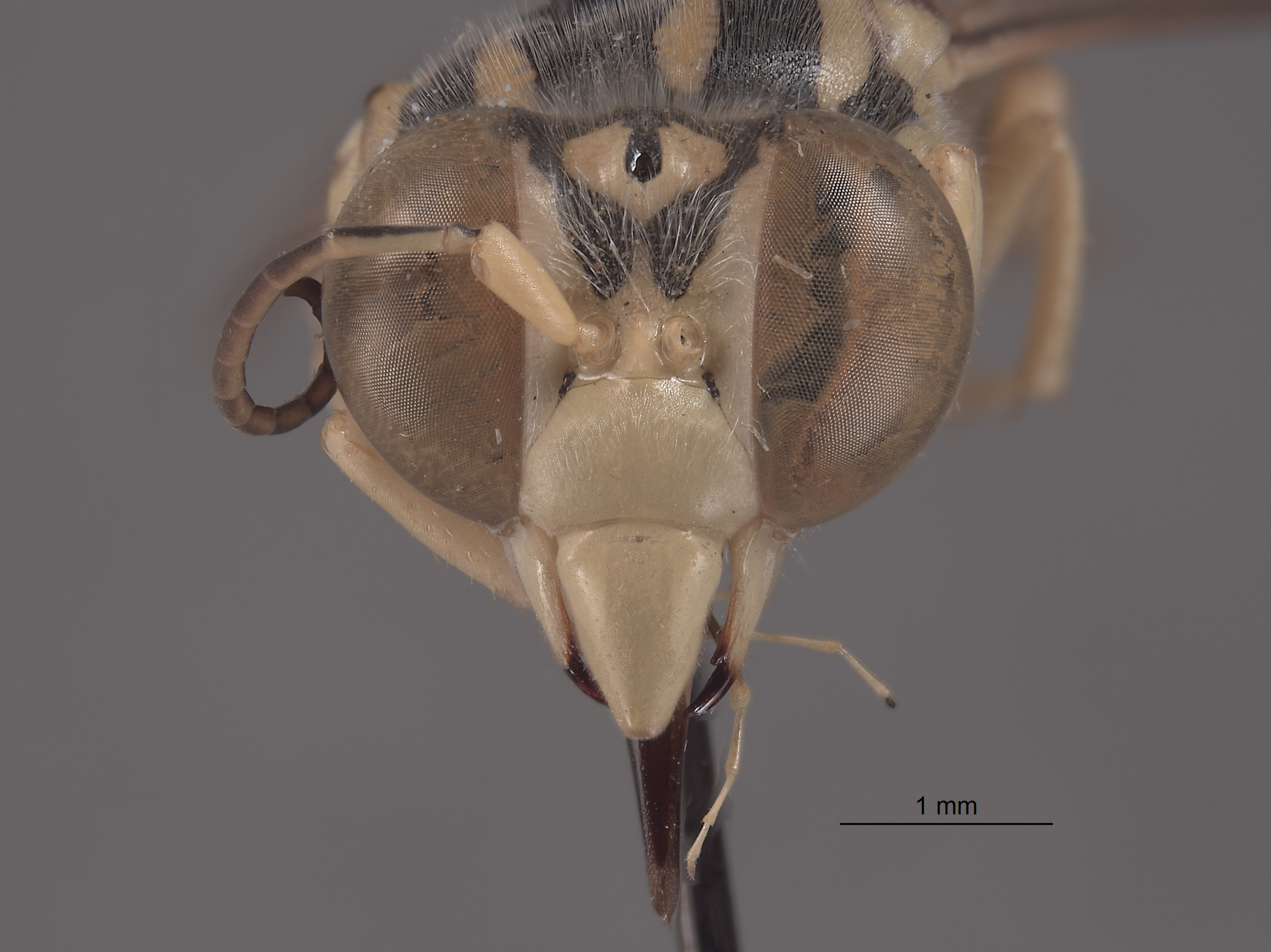 Stictiella clypeata image