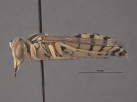 Stictiella clypeata image