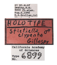 Stictiella clypeata image