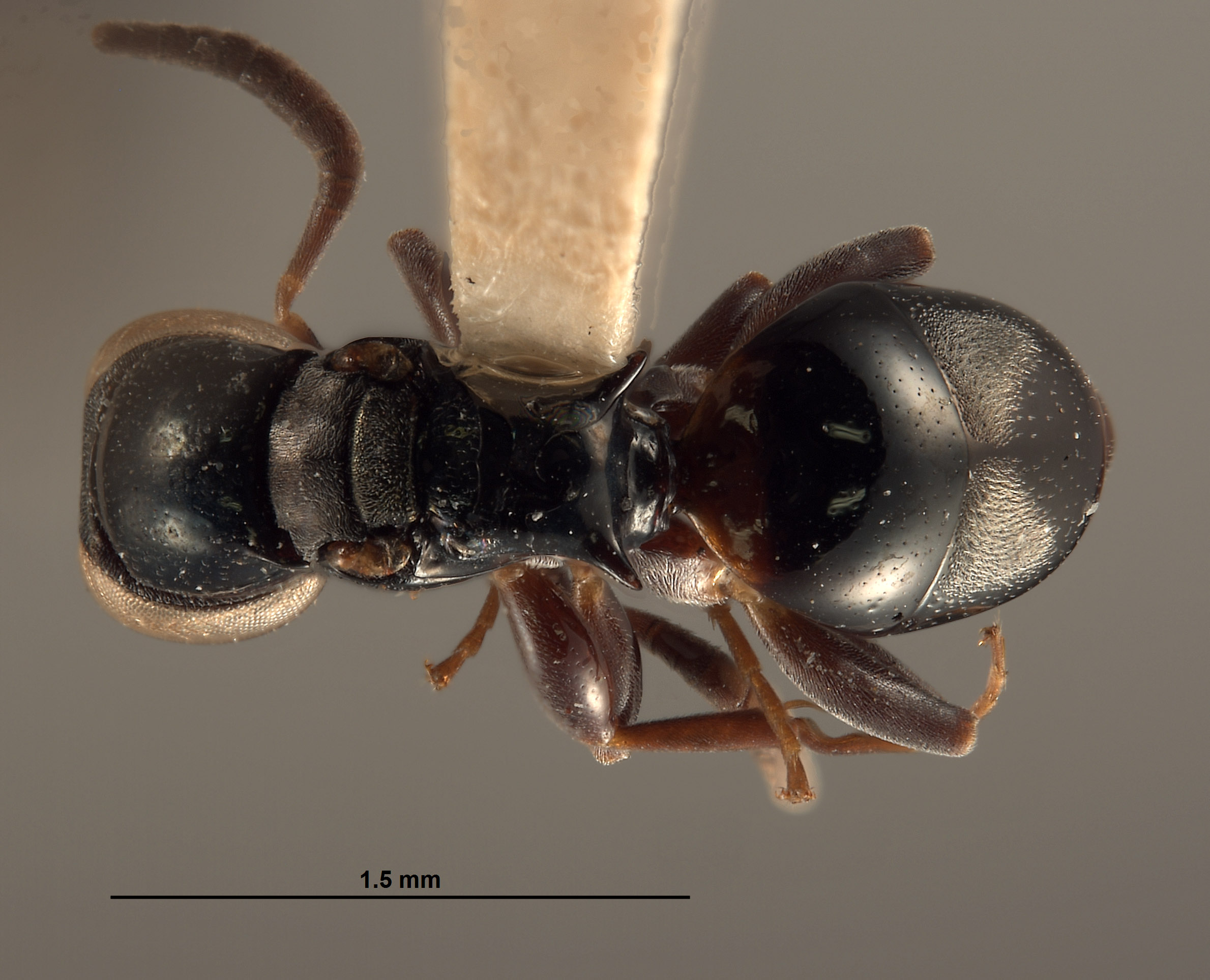 Exopapua nupela image