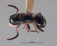 Exopapua nupela image