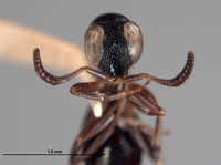 Exopapua nupela image