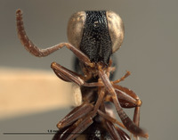 Exopapua nupela image