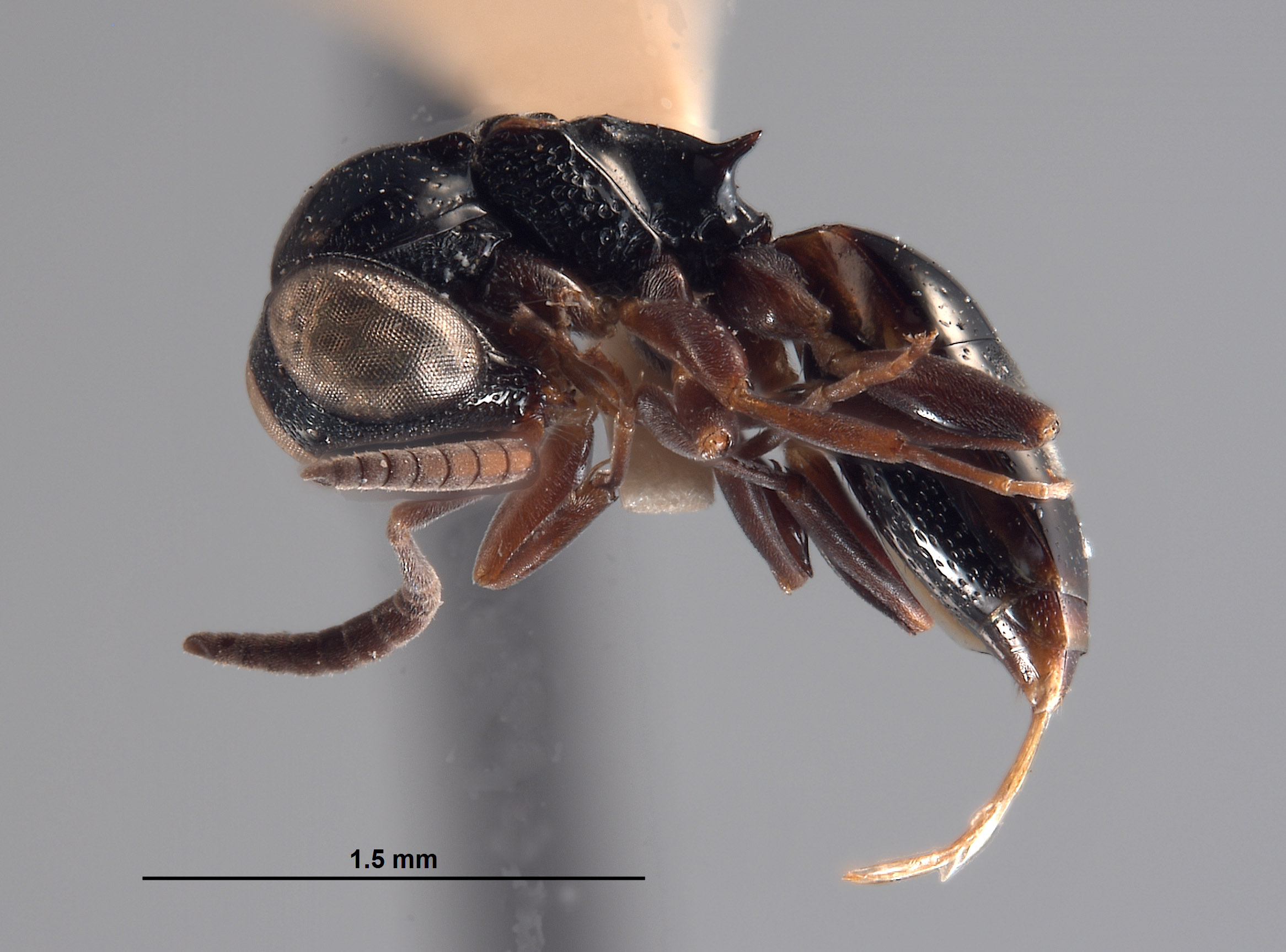 Exopapua nupela image