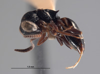 Exopapua nupela image