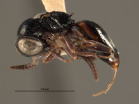 Exopapua nupela image