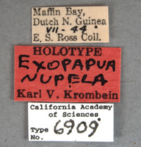 Exopapua nupela image