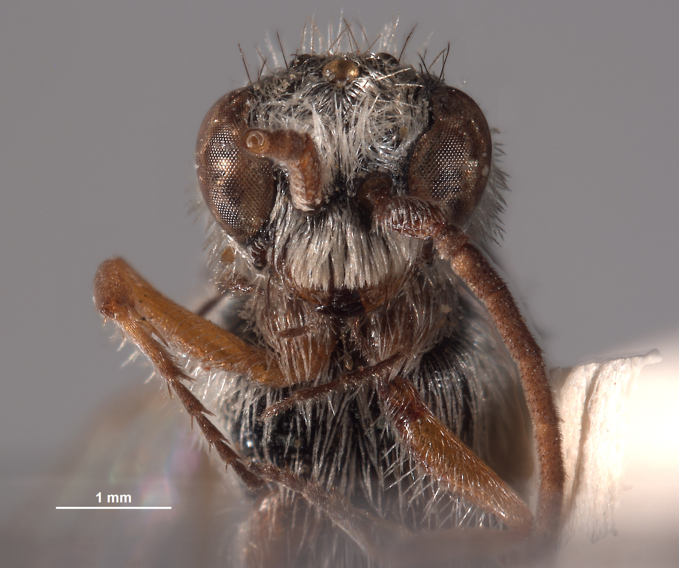 Typhoctes williamsi image