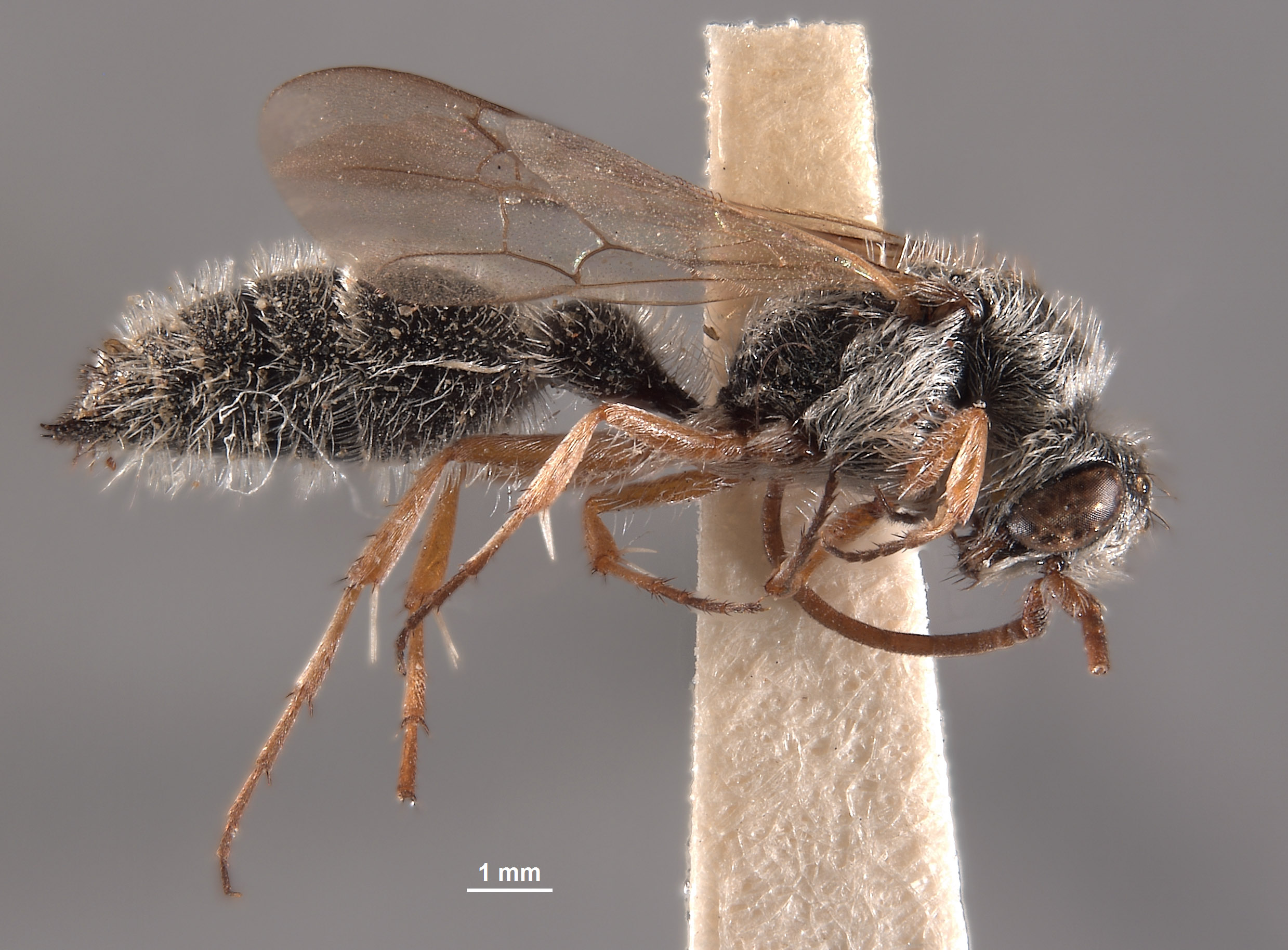 Typhoctes williamsi image