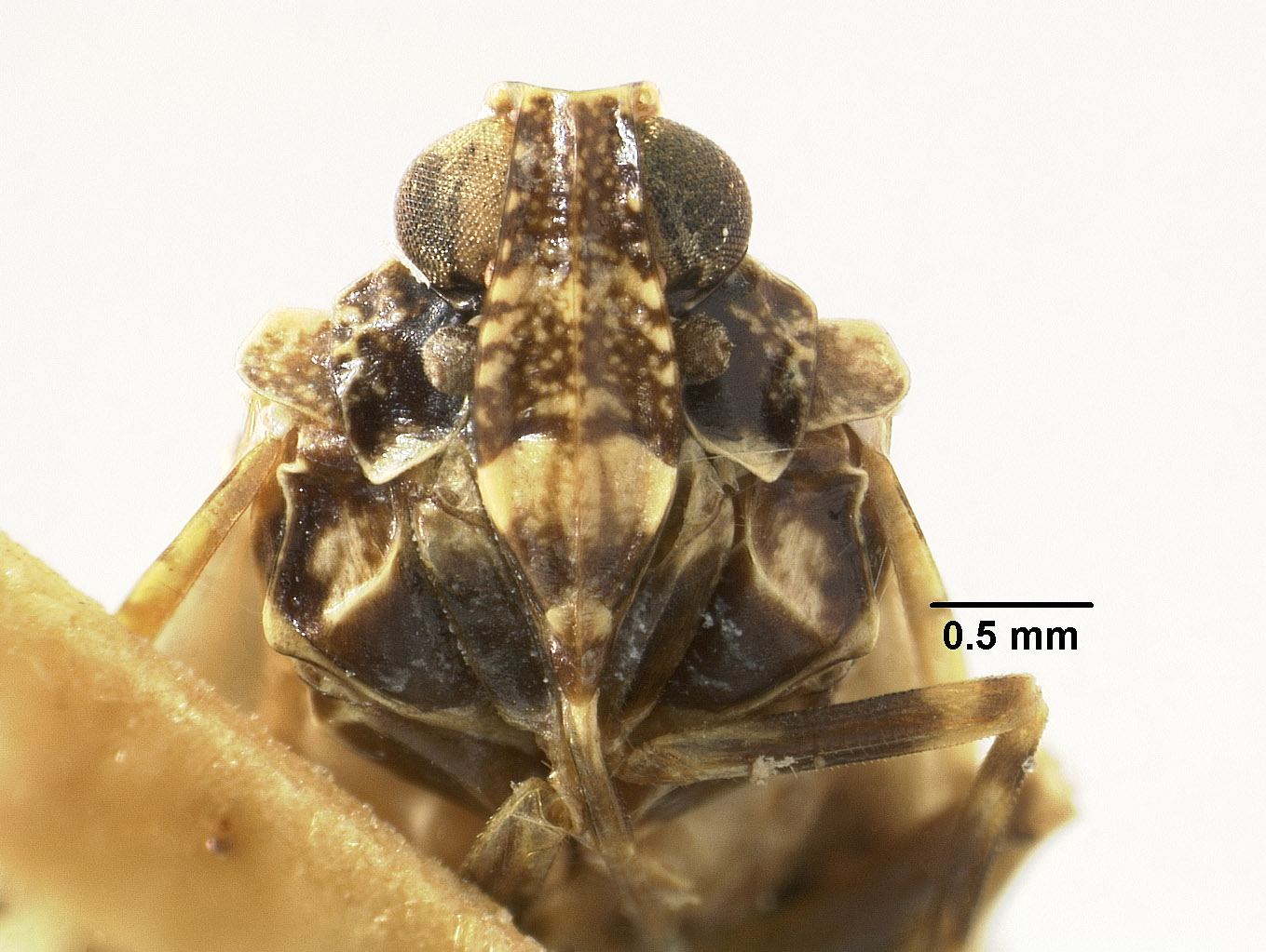 Magadha metasequoiae image