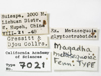 Magadha metasequoiae image