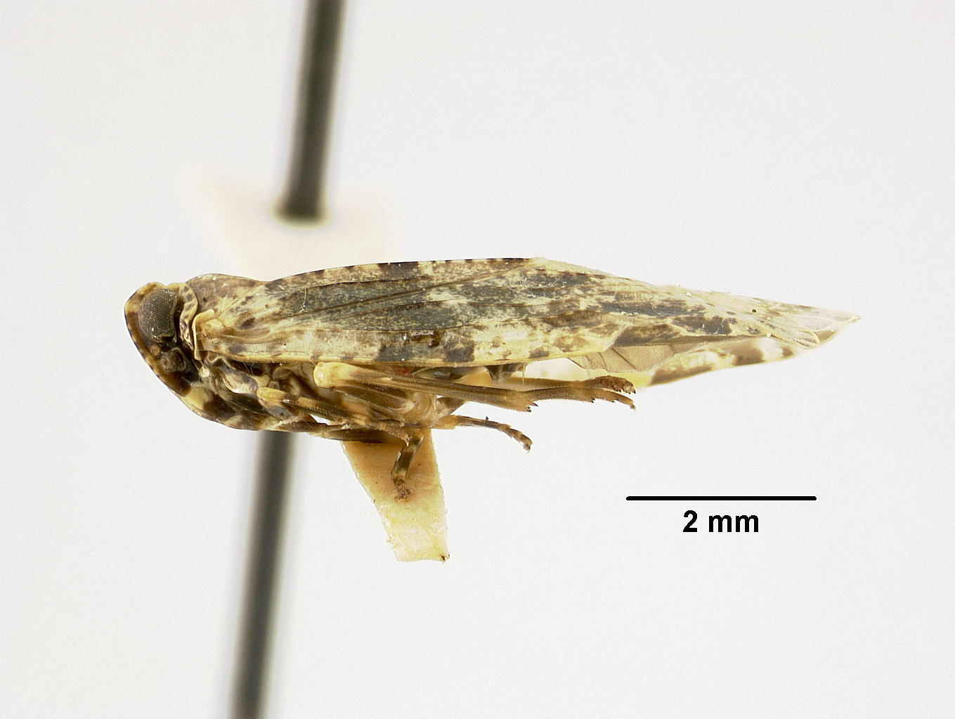 Magadha metasequoiae image