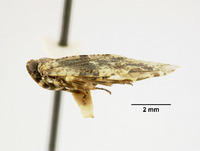 Magadha metasequoiae image