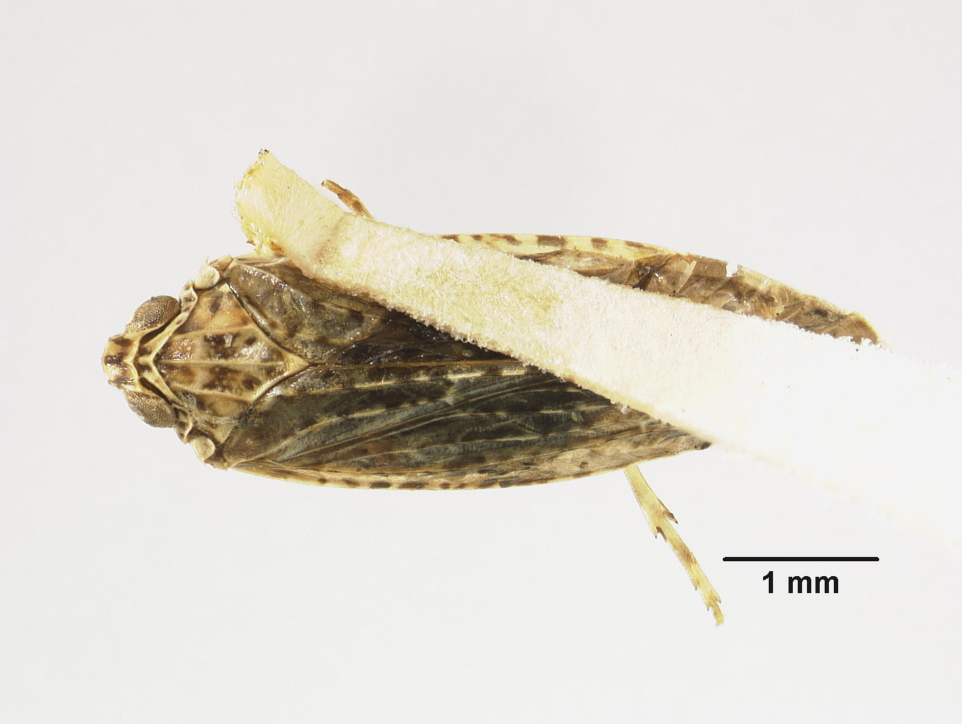 Magadha denticulata image