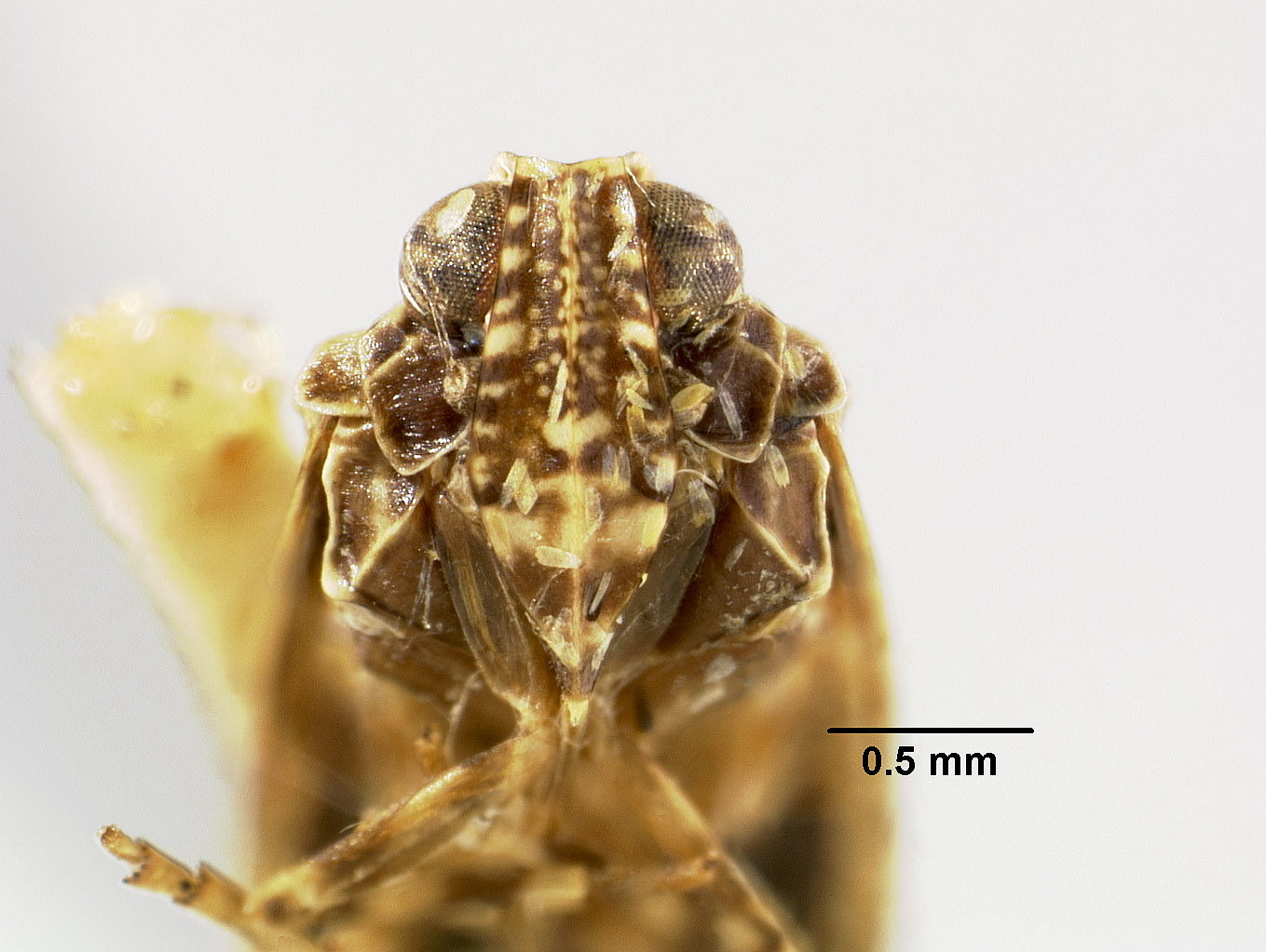 Magadha denticulata image