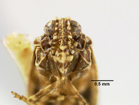 Magadha denticulata image