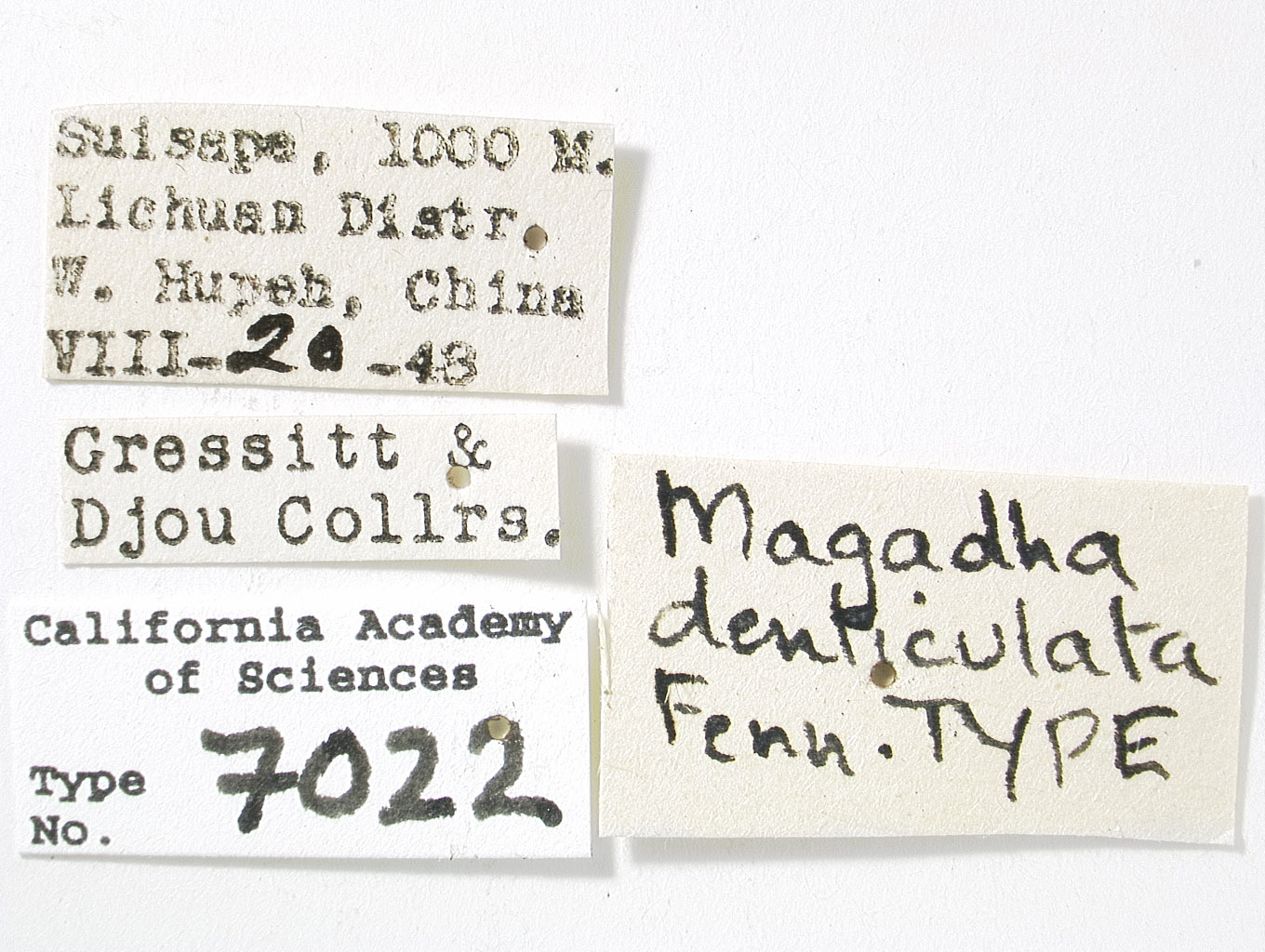 Magadha denticulata image