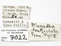 Magadha denticulata image