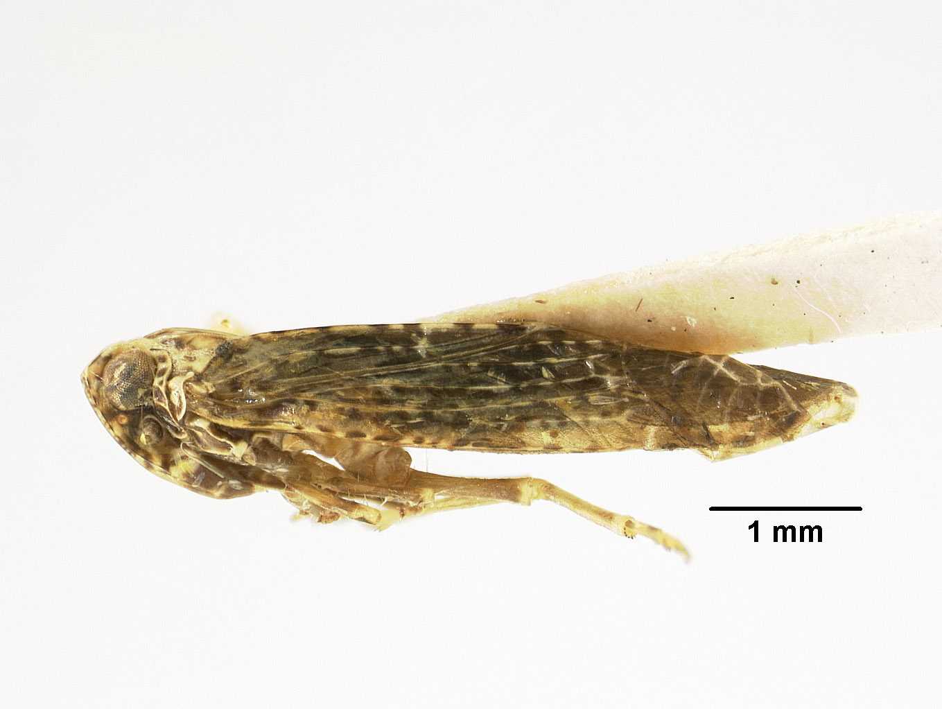 Magadha denticulata image