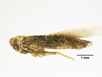 Magadha denticulata image